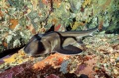 Port Jackson Shark (Heterodontus portusjacksoni) Port Jackson Shark (Heterodontus portusjacksoni)