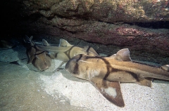 Port Jackson Shark (Heterodontus portusjacksoni) Port Jackson Shark (Heterodontus portusjacksoni)