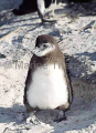 African Penguin (Spheniscus demersus) African Penguin (Spheniscus demersus)