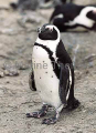African Penguin (Spheniscus demersus) African Penguin (Spheniscus demersus)