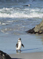 African Penguin (Spheniscus demersus) African Penguin (Spheniscus demersus)