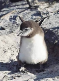 African Penguin (Spheniscus demersus) African Penguin (Spheniscus demersus)