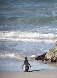 African Penguin (Spheniscus demersus) African Penguin (Spheniscus demersus)