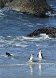 African Penguins (Spheniscus demersus) African Penguins (Spheniscus demersus)