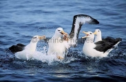 Black-browed Albatross (Thalassarche melanophris) Black-browed Albatross (Thalassarche melanophris)