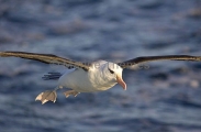 Black-browed Albatross (Thalassarche melanophris) Black-browed Albatross (Thalassarche melanophris)