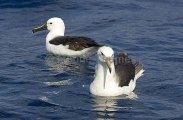 Black-browed Albatross (Thalassarche melanophris) Black-browed Albatross (Thalassarche melanophris)