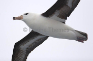 Black-browed Albatross (Thalassarche melanophris) Black-browed Albatross (Thalassarche melanophris)