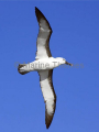 Yellow-nosed Albatross (Diomedea chlororhynchus) Yellow-nosed Albatross (Diomedea chlororhynchus)