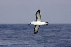 Black-browed Albatross (Thalassarche melanophris) Black-browed Albatross (Thalassarche melanophris)