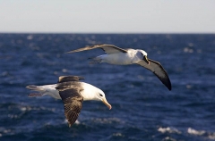 Black-browed Albatross (Thalassarche melanophris) Black-browed Albatross (Thalassarche melanophris)