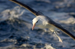 Black-browed Albatross (Thalassarche melanophris) Black-browed Albatross (Thalassarche melanophris)