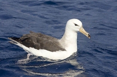 Black-browed Albatross (Thalassarche melanophris) Black-browed Albatross (Thalassarche melanophris)