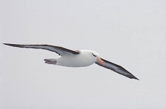 Black-browed Albatross (Thalassarche melanophris) Black-browed Albatross (Thalassarche melanophris)