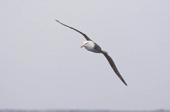 Black-browed Albatross (Thalassarche melanophris) Black-browed Albatross (Thalassarche melanophris)