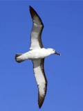 Yellow-nosed Albatross (Diomedea chlororhynchus) Yellow-nosed Albatross (Diomedea chlororhynchus)