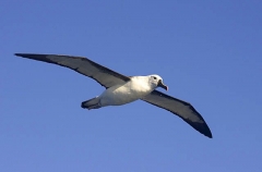 Yellow-nosed Albatross (Diomedea chlororhynchus) Yellow-nosed Albatross (Diomedea chlororhynchus)
