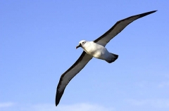 Yellow-nosed Albatross (Diomedea chlororhynchus) Yellow-nosed Albatross (Diomedea chlororhynchus)