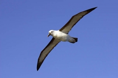 Yellow-nosed Albatross (Diomedea chlororhynchus) Yellow-nosed Albatross (Diomedea chlororhynchus)