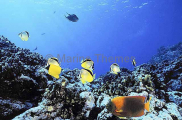 Angelfish and Butterflyfish over coral reef. Angelfish and Butterflyfish over coral reef.