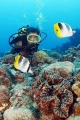Double-saddle Butterflyfish (Chaetodon ulietensis) Double-saddle Butterflyfish (Chaetodon ulietensis)