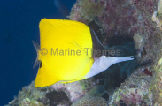 Forcepsfish (Forcipiger flavissimus) Forcepsfish (Forcipiger flavissimus)