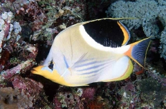 Saddled Butterflyfish (Chaetodon ephippium) Saddled Butterflyfish (Chaetodon ephippium)