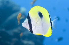 Teardrop Butterflyfish (Chaetodon unimaculatus) Teardrop Butterflyfish (Chaetodon unimaculatus)