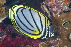 Scrawled Butterflyfish (Chaetodon meyeri) Scrawled Butterflyfish (Chaetodon meyeri)
