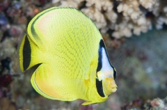 Latticed Butterflyfish (Chaetodon rafflesi) Latticed Butterflyfish (Chaetodon rafflesi)