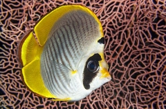 Panda Butterflyfish (Chaetodon adiergastos) Panda Butterflyfish (Chaetodon adiergastos)
