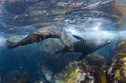 Guadalupe Fur Seals (Arctocephalus townsendi) Guadalupe Fur Seals (Arctocephalus townsendi)