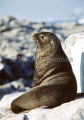Antarctic Fur Seal (Arctocephalus gazella) Antarctic Fur Seal (Arctocephalus gazella)