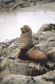 Antarctic Fur Seal (Arctocephalus gazella) Antarctic Fur Seal (Arctocephalus gazella)