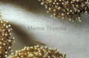 Coral Goby (Pleurosicya mossambica) Coral Goby (Pleurosicya mossambica)
