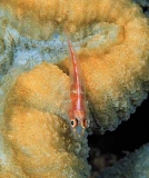 Many Host Goby (Pleurosicya mossambica) Many Host Goby (Pleurosicya mossambica)