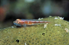 Many Host Goby (Pleurosicya mossambica) Many Host Goby (Pleurosicya mossambica)
