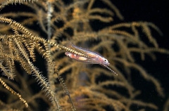 Many-host Goby (Pleurosicya mossambica) Many-host Goby (Pleurosicya mossambica)