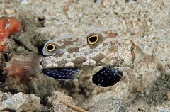 Twinspot Goby (Signigobius biocellatus) Twinspot Goby (Signigobius biocellatus)