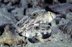 Twinspot Goby (Signigobius biocellatus)