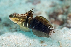 Banded Goby (Amblygobius phalaena) Banded Goby (Amblygobius phalaena)