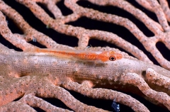 Ghost Goby (Pleurosicya plicata)