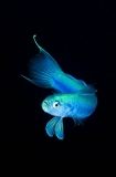 Blue hana Goby (Ptereleotris hanae) Blue hana Goby (Ptereleotris hanae)