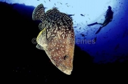 Leather Bass (Epinephelus dermatolepis) Leather Bass (Epinephelus dermatolepis)