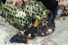 Highfin Grouper (Epinephelus maculatus) Highfin Grouper (Epinephelus maculatus)