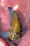 Flagtail Rockcod (Cephalopholis urodeta) Flagtail Rockcod (Cephalopholis urodeta)
