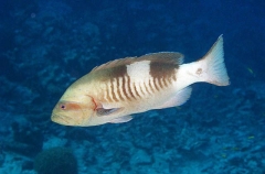 Masked Grouper (Gracila albomarginata )