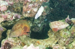 Halfspotted Hind (Cephalopholis hemistiktos) Halfspotted Hind (Cephalopholis hemistiktos)