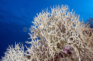 Porcupine Coral (Seriatopora hystrix) Porcupine Coral (Seriatopora hystrix)