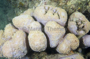 Pavona Coral (Pavona clavus) Pavona Coral (Pavona clavus)